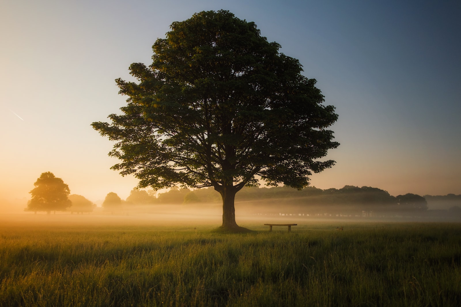 green leafed tree surrounded by fog during daytime : drnimarjeet